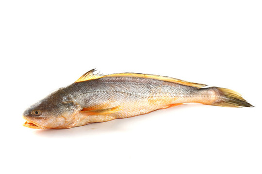 緬甸黃魚