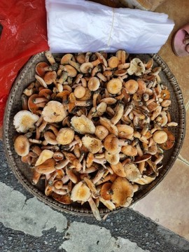 賣樅菌