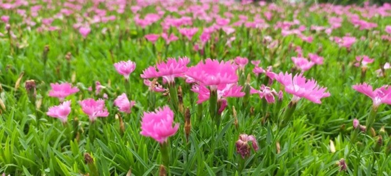 石竹