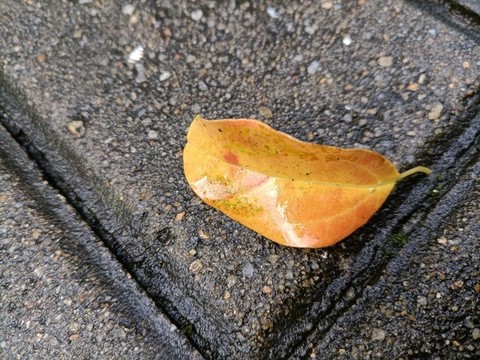 一片落葉