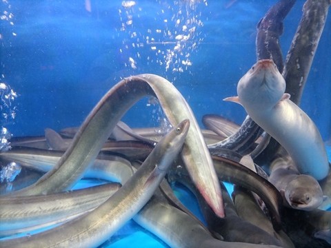 帶魚長魚