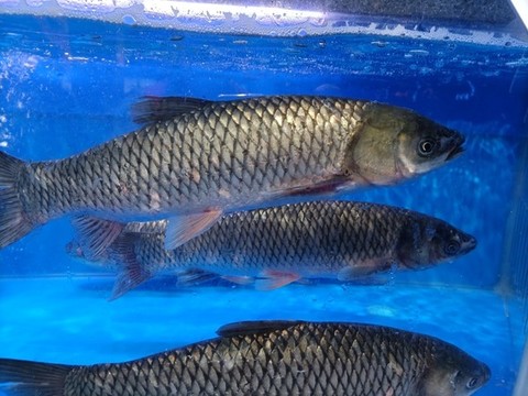 魚
