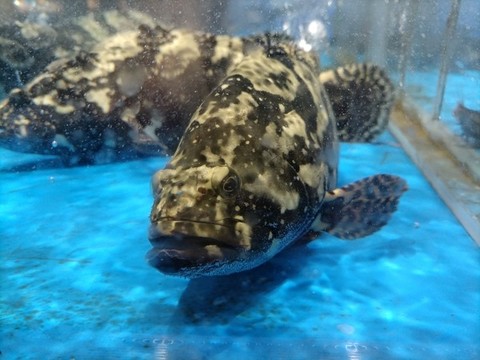 魚