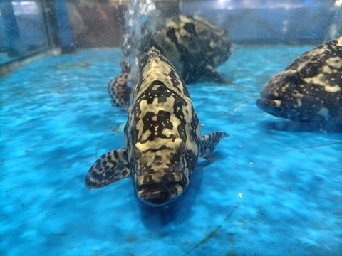 石斑魚