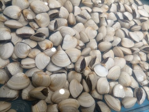 貝殼