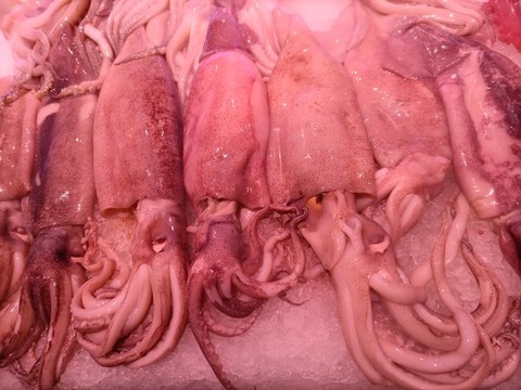 魷魚