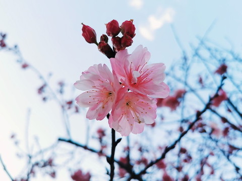 粉红色的樱花