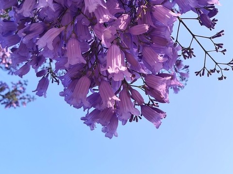 藍(lán)花楹特寫(xiě)