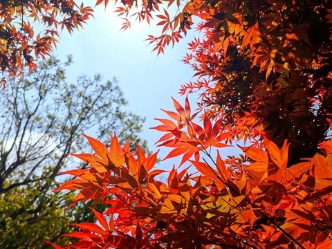 火紅的楓葉