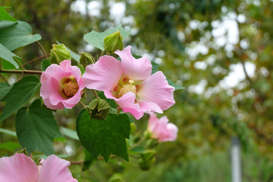 木芙蓉朱瑾花