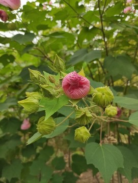 木芙蓉朱瑾花