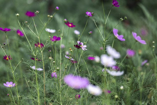 波斯菊