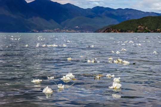 瀘沽湖水性揚(yáng)花