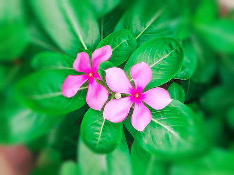 長春花