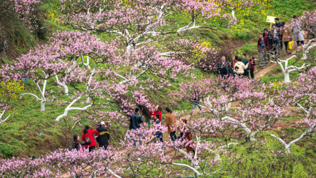 桃花紅