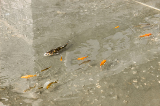 池子里的鯉魚