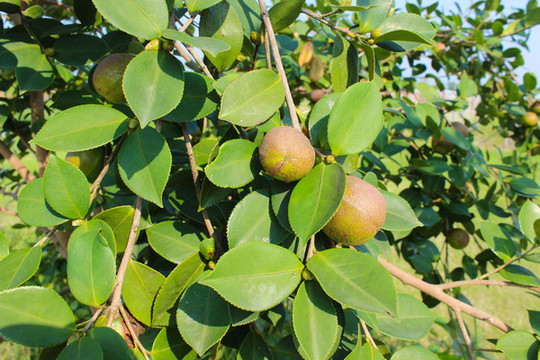 茶籽樹(shù)