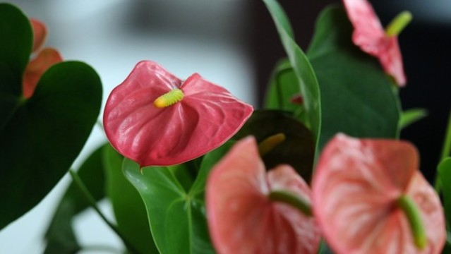 花燭