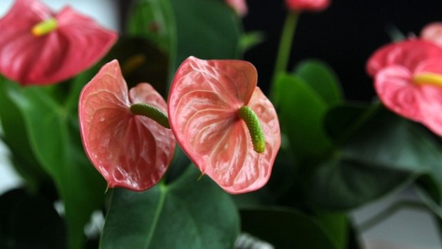 花燭
