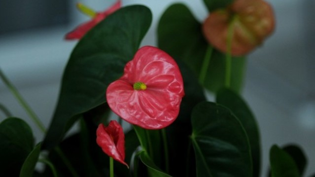 花燭