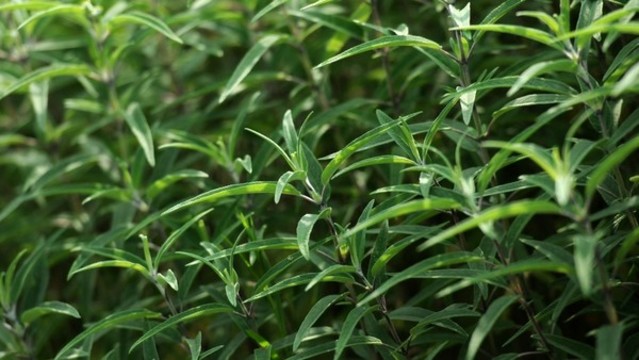 鼠尾草