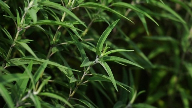 鼠尾草