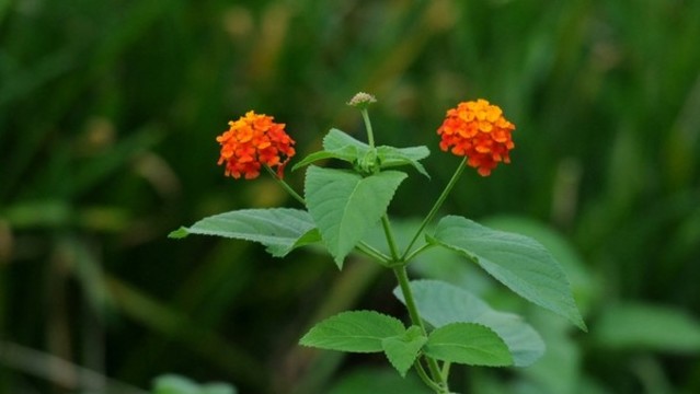 馬櫻丹
