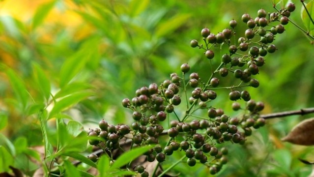 南天竹
