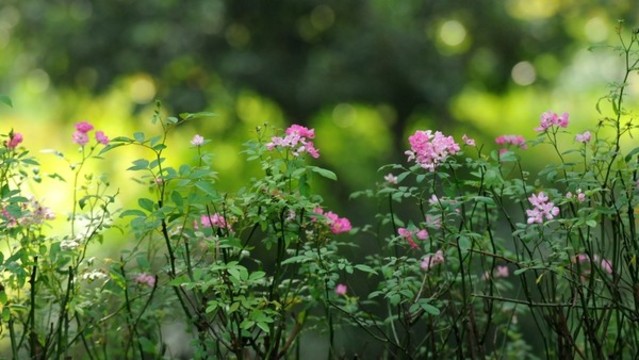 粉團薔薇