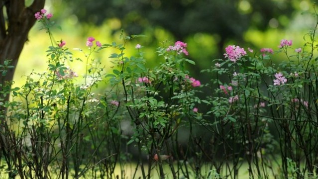 巢湖城市口袋公園之丁崗河公園