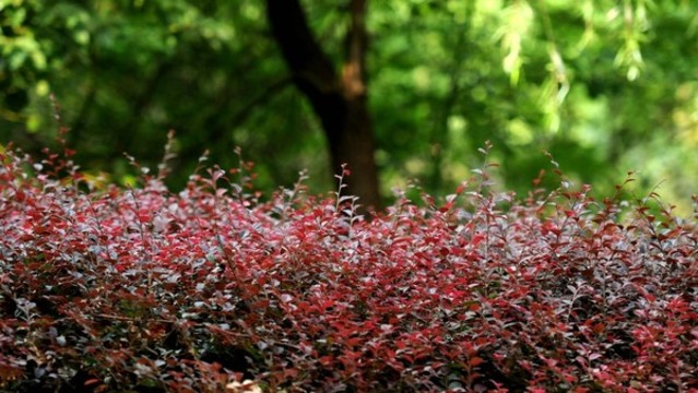 巢湖城市口袋公園之丁崗河公園