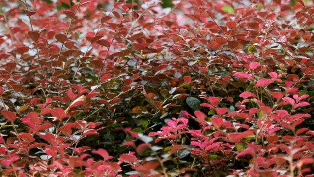 紅花檵木
