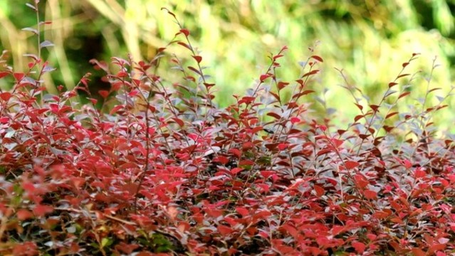 紅花檵木