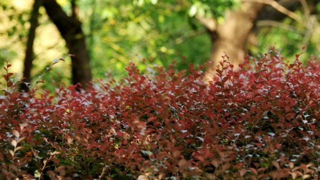 巢湖城市口袋公園之丁崗河公園