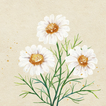 水彩白色小雛菊洋甘菊印花插圖