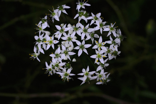 韭菜花
