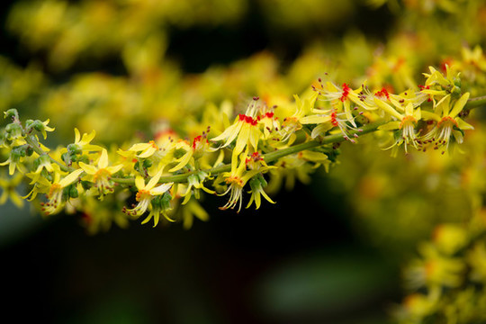 欒樹花