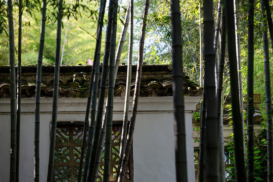 竹林古建