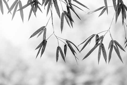 水墨竹葉