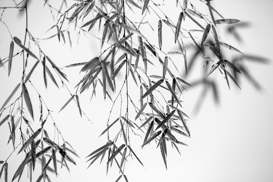 水墨竹葉