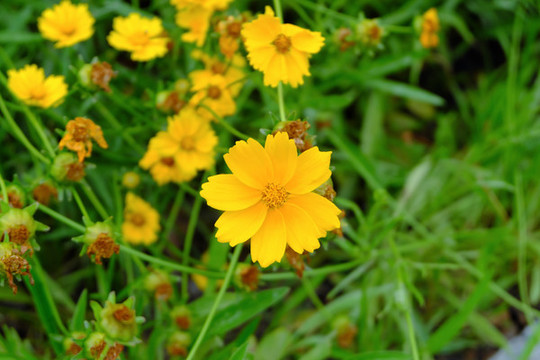 金雞菊花叢