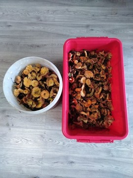 松樹菌