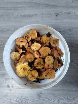 松樹菌