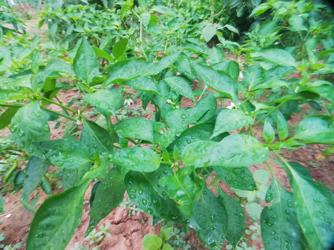 辣椒種植