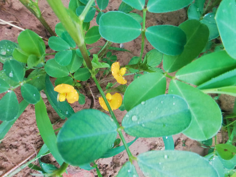 花生開花
