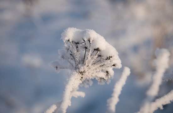 白雪覆蓋的植物