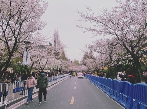 雞鳴寺櫻花大道
