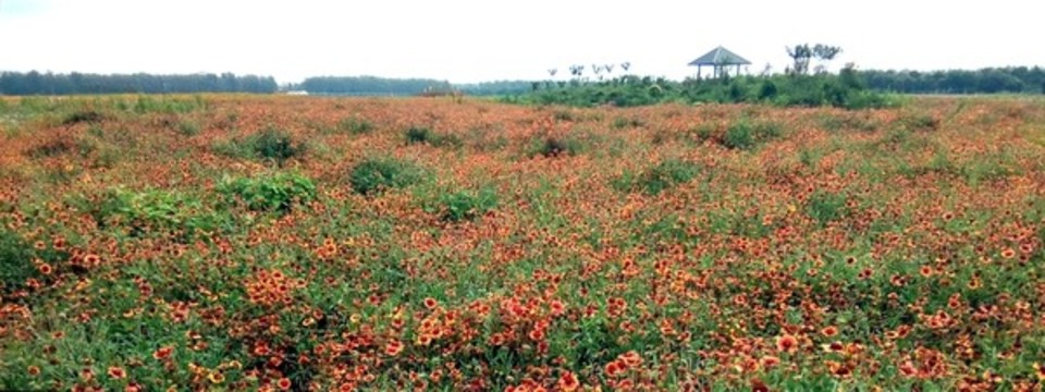 大面積盛開的波斯菊