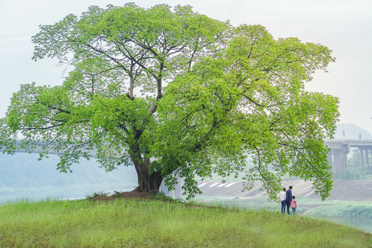 黃桷樹(shù)下