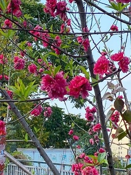 桃花